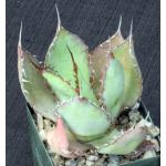 Agave bovicornuta 4-inch pots
