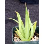 Agave bracteosa 3-inch pots