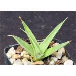 Agave bracteosa 2-inch pots Agave bracteosa 2-inch pots
