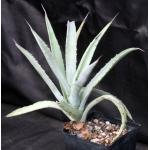 Agave cerulata ssp. cerulata one-gallon pots