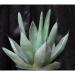 Agave cv Sharkskin 2-gallon pots