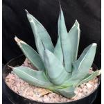 Agave cv Sharkskin 8-inch pots