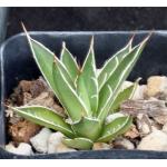 Agave filifera ssp. schidigera cv ‘White Stripe‘ 2-inch pots