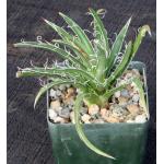 Agave filifera ssp. schidigera 4-inch pots