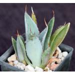 Agave guadalajarana 3-inch pots