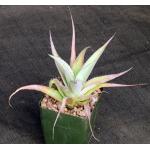 Agave guiengola 4-inch pots