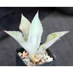 Agave gypsophila 2-inch pots