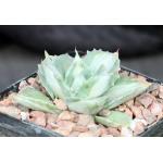 Agave isthmensis cv Ohi Raijeri 5-inch pots