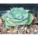 Agave isthmensis (dwarf) 5-inch pots