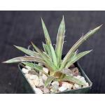 Agave leopoldtii 3-inch pots