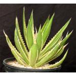 Agave lophantha cv Quadricolor 2-gallon pots