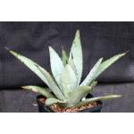 Agave macracantha 5-inch pots