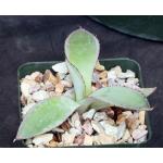 Agave maximilliana 4-inch pots