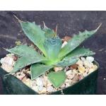 Agave montana 5-inch pots