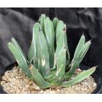 Agave nickelsiae 3-gallon pots