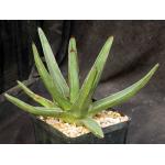 Agave nickelsiae one-gallon pots