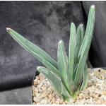 Agave nickelsiae one-gallon pots