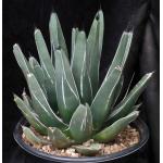 Agave nickelsiae 5-gallon pots