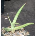 Agave nizandensis 4-inch pots