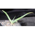 Agave nizandensis one-gallon pots