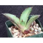 Agave oteroi (FO76) 4-inch pots