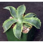 Agave ovatifolia cv Orca 4-inch pots