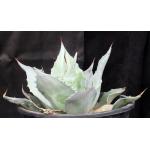 Agave ovatifolia 5-gallon pots