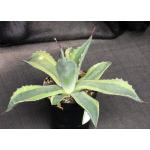 Agave ovatifolia cv Orca 3-inch pots