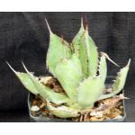 Agave bovicornuta one-gallon pots