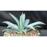 Agave parryi var. parryi 8-inch pots