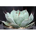 Agave parryi var. truncata 3-gallon pots