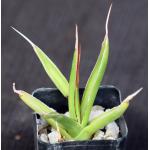 Agave pelona 2-inch pots