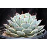 Agave potatorum cv kichiokan (variegated) 3-gallon pots