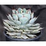 Agave potatorum cv kichiokan (variegated) 2-gallon pots