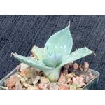 Agave potatorum cv kichiokan 3-inch pots