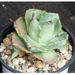 Agave verschaffeltii (dwarf) 4-inch pots