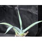 Agave scabra (asperimma) 5-inch pots