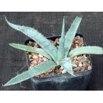 Agave scabra var. zarcensis 5-inch pots