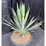 Agave sisalana (variegated) 15-gallon pots