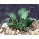 Agave oteroi (dwarf) 5-inch pots