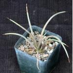Agave striata cv Hedgehog 4-inch pots