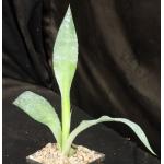 Agave tequilana 5-inch pots