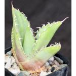 Agave titanota 2-inch pots