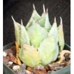 Agave verschaffeltii (dwarf) 3-inch pots