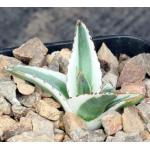 Agave victoriae-reginae cv White Rhino 2-inch pots