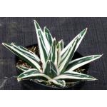 Agave victoriae-reginae cv White Rhino 4-inch pots