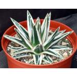 Agave victoriae-reginae cv White Rhino 6-inch pots