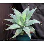 Agave vilmoriniana cv Blue Flame 8-inch pots