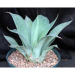 Agave vilmoriniana cv Blue Flame 8-inch pots
