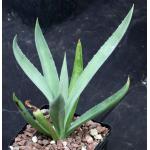 Agave vivipara (angustifolia) 5-inch pots